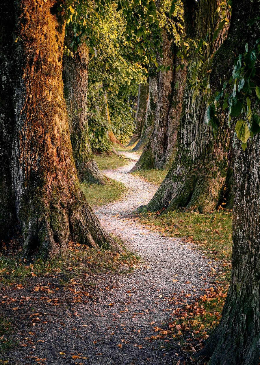 Tree-lined gravel path in warm light