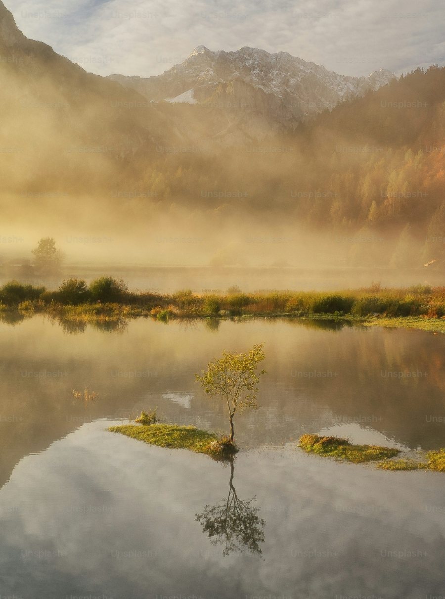 Lone tree reflected in a still mountain lake as morning mist lifts