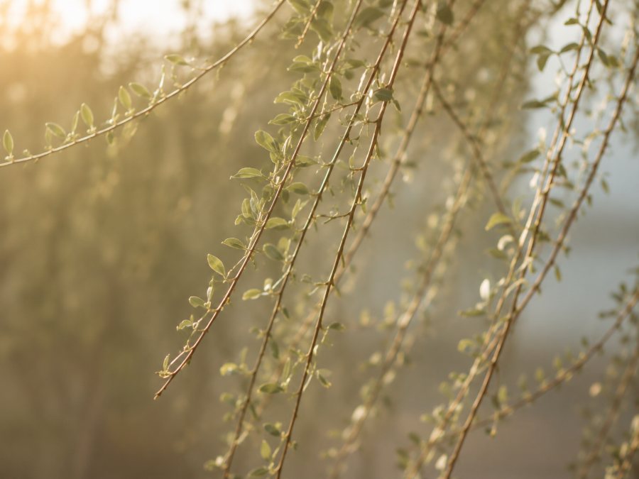 Willow branches hanging in soft golden light